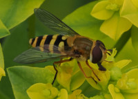 Syrphus-ribesii-F